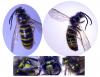 Vespula vulgaris